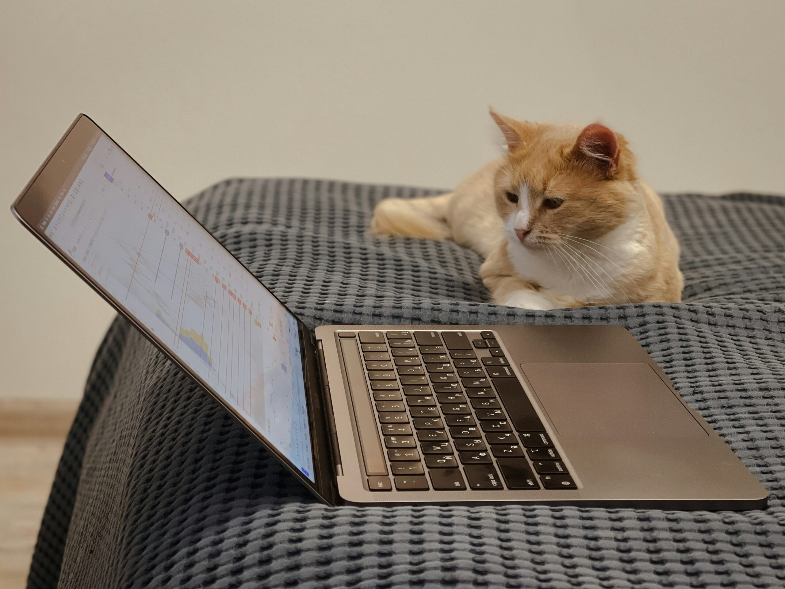 orange and white cat on macbook pro