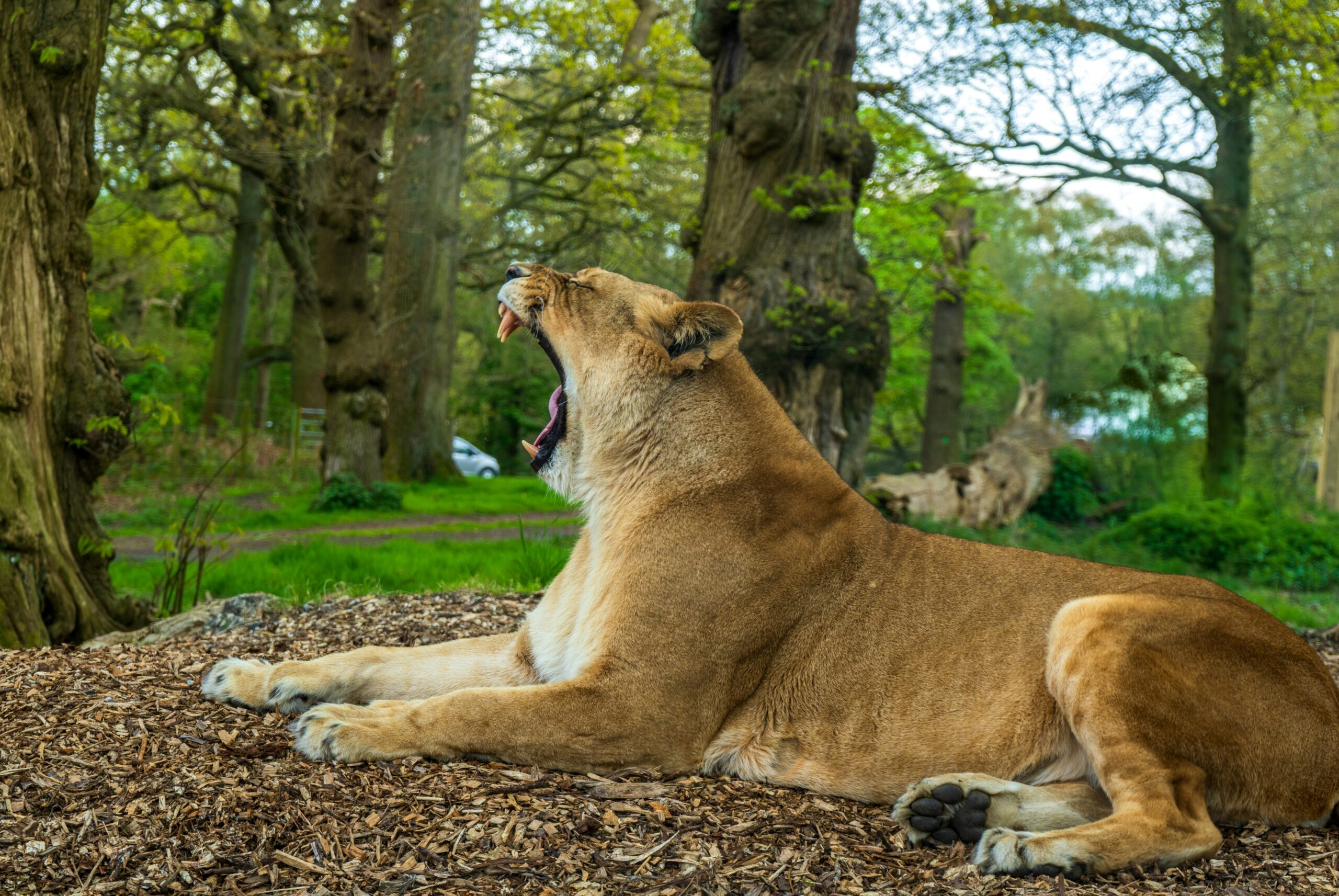 Tragedy at Safari World: A Zookeeper’s Fatal Encounter with Lions