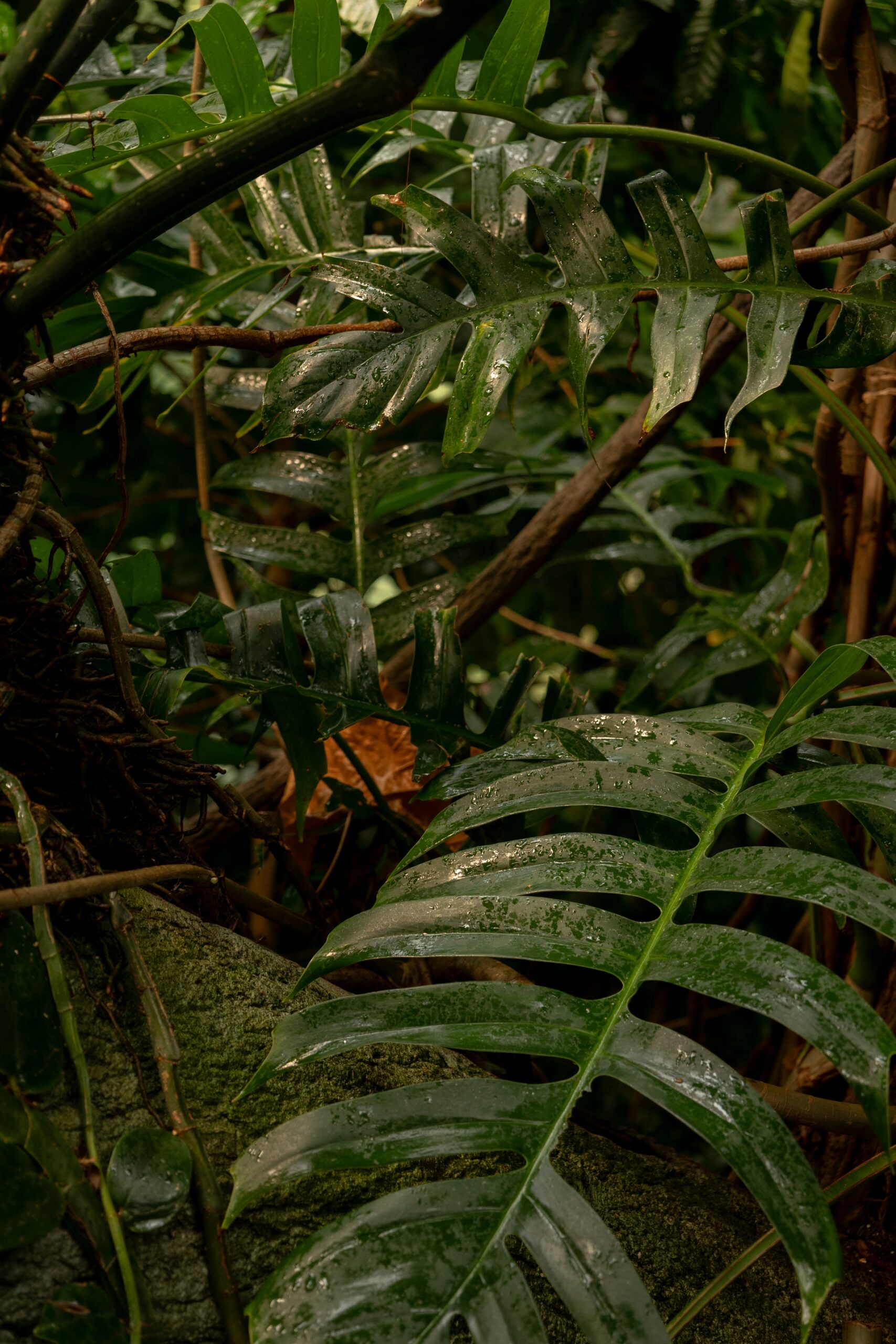 Brazil’s $125 Billion Fund for Tropical Forest Protection: A Partnership with the World Bank